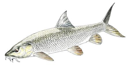 Barbeau fluviatile