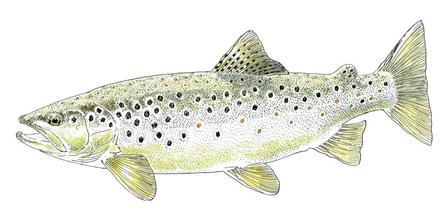 Truite commune (ou Fario)